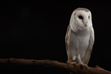 A close up portrait of a Barn Owl (Tyto alba). It is taken in a studio using a black background to make the bird stand out.  © Grantat