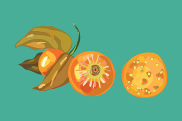 golden berry fruit vector illustration