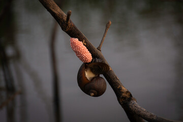 Golden apple snail spawn egg It is an environmental problem for farmers in Thailand.