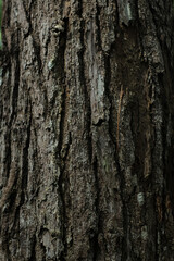  selected focus of background and texture of a tree trunk in jungle