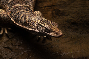 Fototapeta premium A Lace monitor or Tree Goanna (Varanus varius) on a dark wooden background.