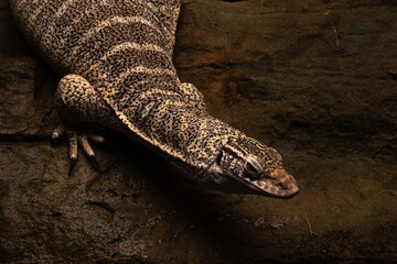 A Lace monitor or Tree Goanna (Varanus varius) on a dark wooden background.