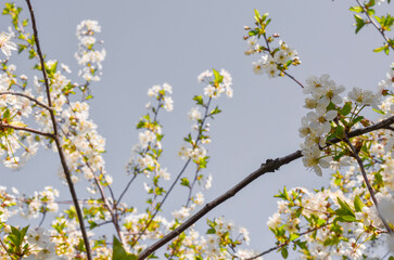 cherry blossoms.cherry blossoms on a gray background.sakura.