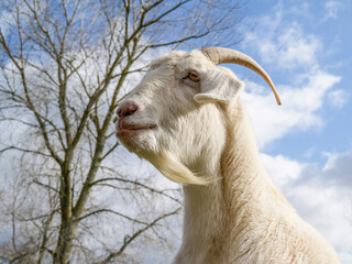 White goat portrait closeup