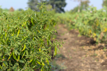 Fototapeta na wymiar Chilli Farming. Chili in farm. Fresh Chili peppers in a farm