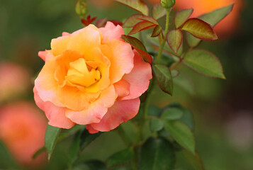 Orange pastel Rose