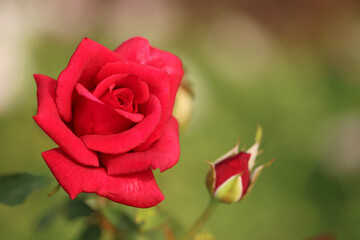 Red Rose