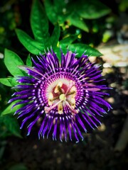 Obraz premium close up of a flower