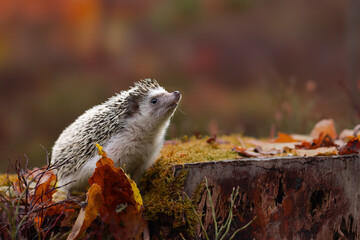 Igel im Wald © Robert