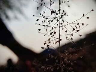 spider web in the morning dew