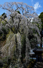 樹齢１５０年緒しだれ桜