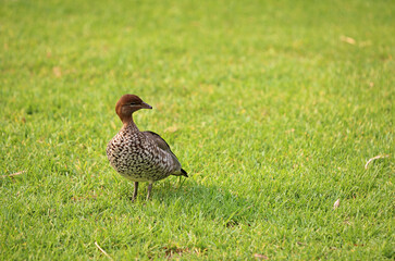 Australian wood duck