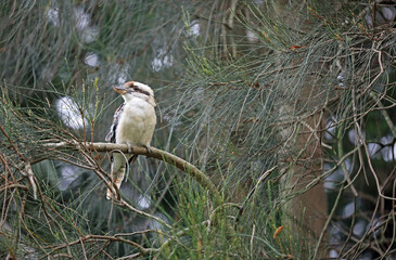 Laughing Kookaburra on the branch - Australia