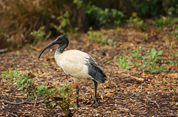 Australian white Ibis in the park - Australia