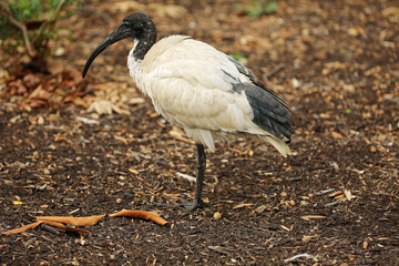 Australian white Ibis - Australia