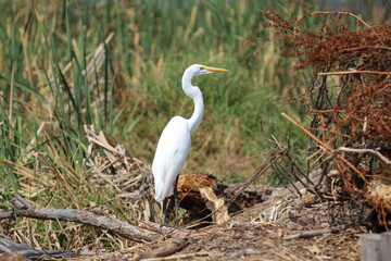 garza blanca