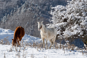 Two horses (white and brown) are grazing on snowy mountain slope on sunny winter day. Ingushetia,...