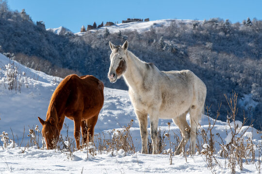 Two horses are grazing on snowy mountain slope against ruins of old Ingush settlement on sunny winter day. Ingushetia, Caucasus, Russia.