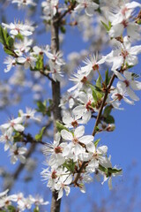 Cherry tree blooming in a spring on a blue sky background, white flower blossom,  early Spring