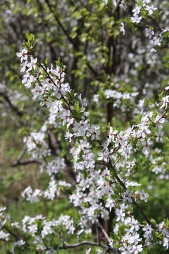 Cherry tree blooming in a spring on a green leaf background, white flower blossom, early Spring