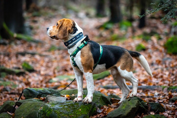dog in the old forest.
