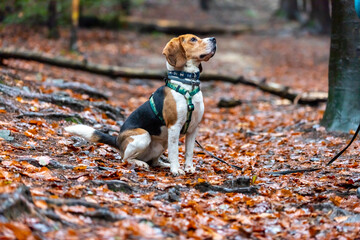 dog in the old forest.