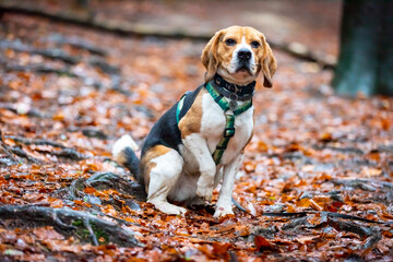 dog in the old forest.
