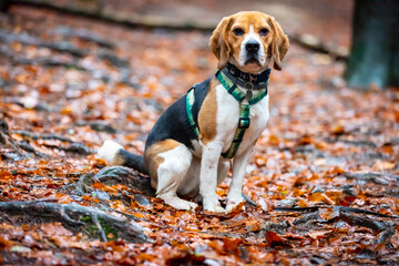 dog in the old forest.
