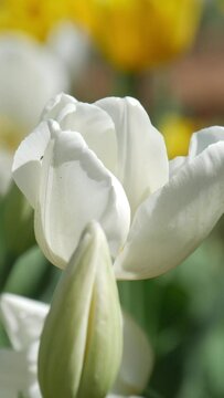 Vertical, close up shot of a white tulip in bloom 