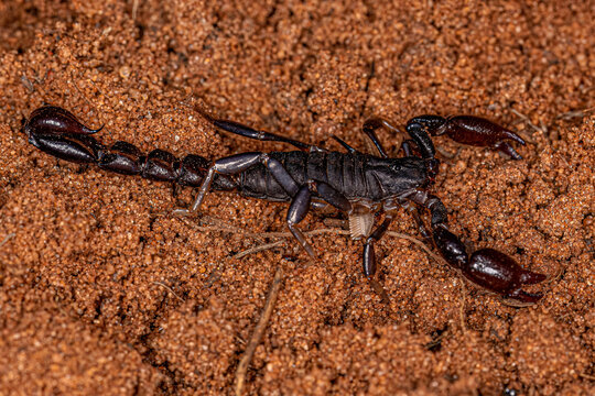 Arthropod Arachnid Chelicerate Scorpion