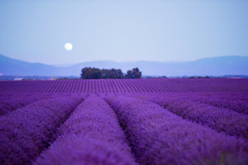 Plakat the moon above lavender field france