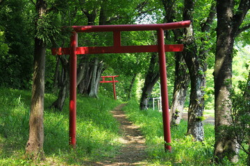 Fototapeta premium 鉢形城跡、城山稲荷神社の鳥居(三の曲輪北に鎮座)【埼玉県寄居町】