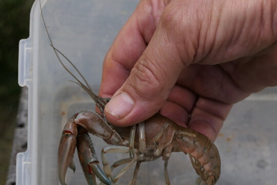 Closeup of a Large Cherax Destructor or Common Australian Yabby being hand held.