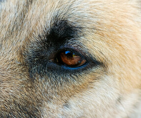 face eyes brown fur dog close-up