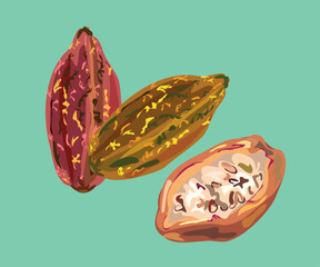 cacao peruvian fruit beans illustration