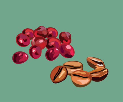 peruvian coffee vector illustration
