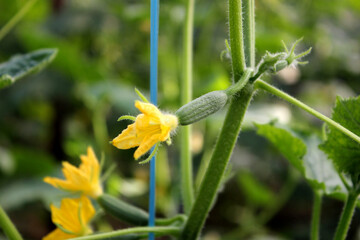 Fresh cucumbers on a branch in a greenhouse