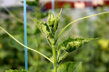 Fresh cucumbers on a branch in a greenhouse