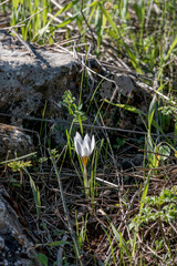Blooming whitehite crocus flower close-up among green grass.