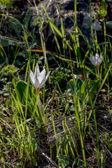 Blooming whitehite crocus flower close-up among green grass.