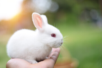 beautiful white rabbit is eating grass in the field.white rabbit in the garden.