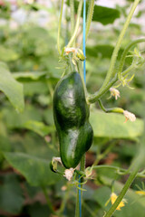 Fresh cucumbers on a branch in a greenhouse