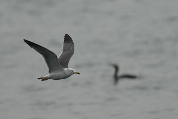 Fototapeta na wymiar black tailed gull in flight
