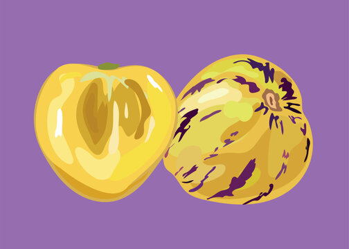 sweet cucumber peruvian fruit illustration