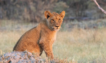 A young lion sits next to the remains of a termite mound