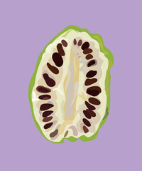 beach mulberry fruit peruvian fruit seeds vector illustration