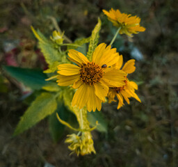 insect on a yellow flower