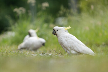 A flock of Sulphur-crested Cockatoo feeding on the ground. 