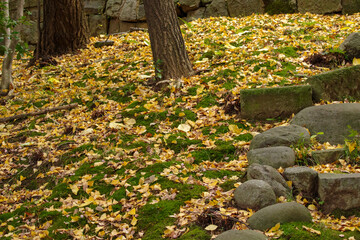 秋の氷川神社の境内の様子