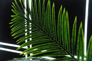 Artificial palm leaf on the background of a black wall with LEDs. Abstraction.